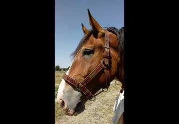 Licol cheval