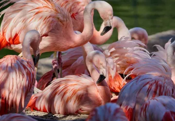 Flamants du Chili
