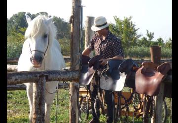 Chevaux de la Manade