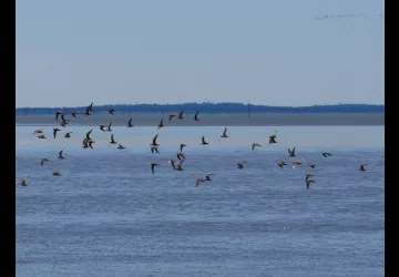 Reserve-Moeze-Oleron-LPO-Oiseau en vol