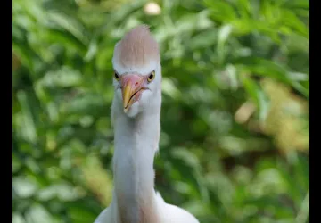 Les hérons font le tempo_La Gripperie-Saint-Symphorien