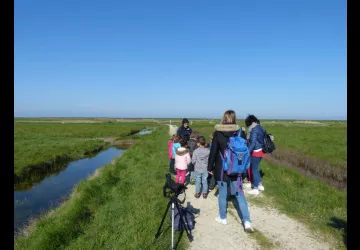 Migrateurs petit courrier à la réserve naturelle de Moëze-Oléron