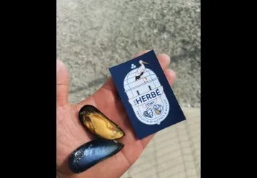 Ets Herbé Tomy_Marennes-Hiers-Brouage