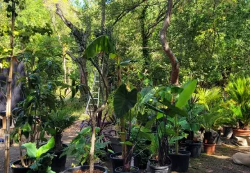 Jungle Géo 2024