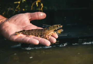 Les Perles du Marais - Tom Vergnaud_Marennes-Hiers-Brouage