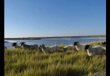 Printemps des réserves naturelles, rendez-vous du matin à Moëze-Oléron_Moëze