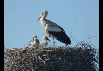 La Manade promenade à cheval